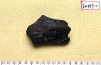 藏品(鹿角)的圖片